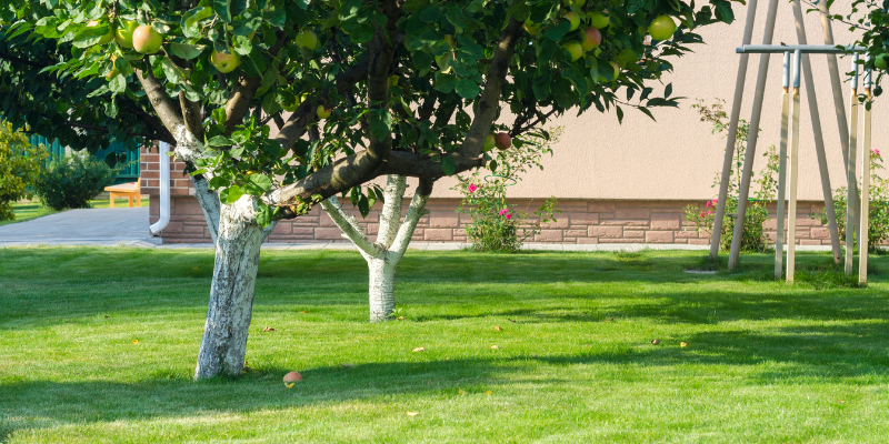 Planting Fruit Trees in Southern Ontario