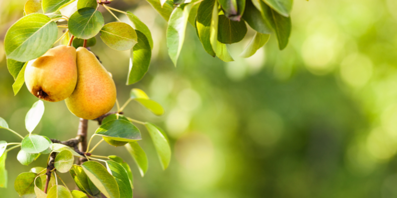 Pear Trees