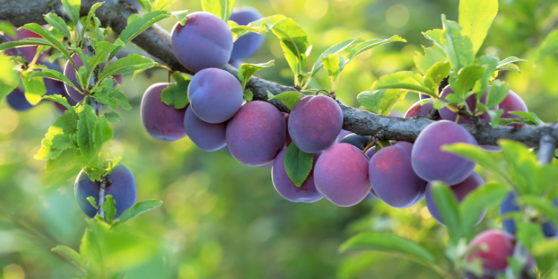 Plum Trees 