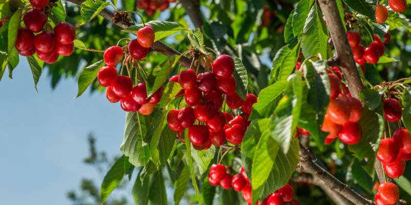 Cherry Trees