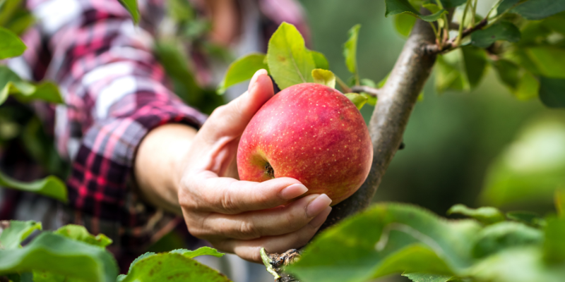 Why Fall is the Best Time to Plant These 5 Fruit Trees in Southern Ontario